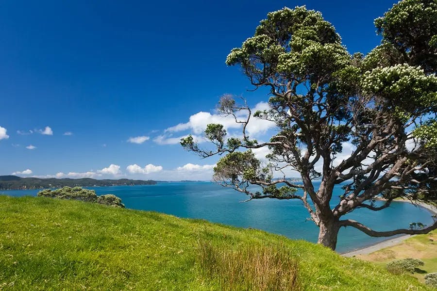 Discover Tāwharanui Peninsula